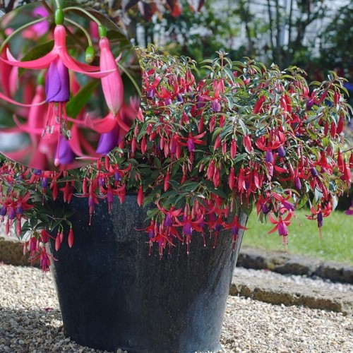 Fuchsia 'SunDancer' - Fuksia 'SunDancer' P9/0,55L